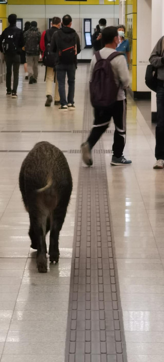 野猪自由自在闯荡港铁站。网民Ken Tso图片