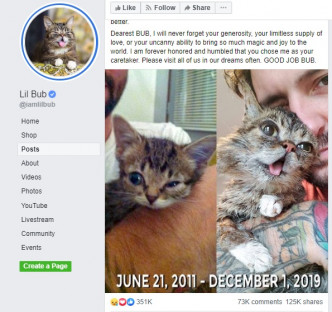 主人在网上公布Lil Bub离世。网上图片