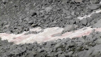 阿爾卑斯山冰川染粉紅色水藻 。網上截圖