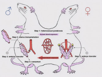 研究人员先将老鼠连体，再将雌鼠的子宫移植到雄鼠。网图