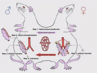 研究人員先將老鼠連體，再將雌鼠的子宮移植到雄鼠。網圖
