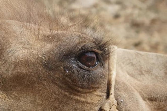 內蒙古一隻被賣駱駝行100公里回家。網上圖片