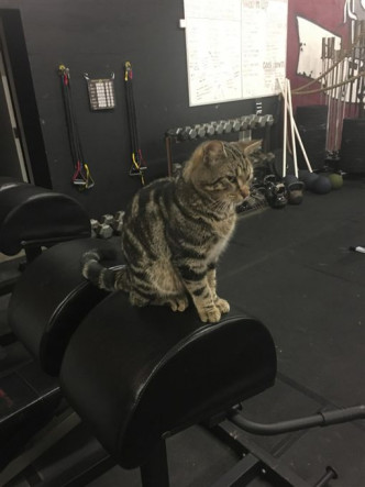 流浪猫夜闯健身室，「巡视业务」劲受欢迎。