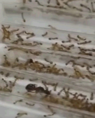 每支试管内有一只蚁后和近百只蚂蚁。网图