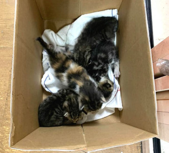 4隻幼貓在貨機上被發現。facebook「Wiwi之日常生活」圖片