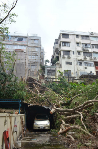 叶先生的停车场被大树压毁。