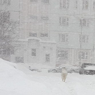 莫斯科史上最猛風雪。(網圖)