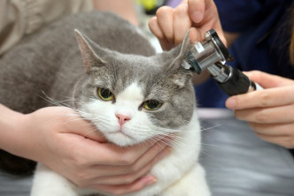中心2019年成立以来，每年约有三万至四万只猫狗接受检查和治疗。