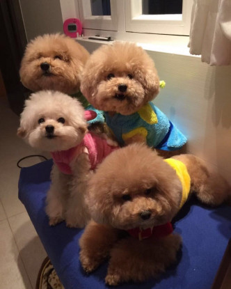 蔡卓妍的愛犬都乖巧聽話。