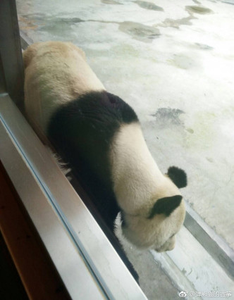 熊貓瘦到見到骨架。網上圖片