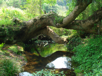 沙羅洞的生境種類多樣，包括風水林、次生林、農地、草地、灌木林、沼澤和溪流。
