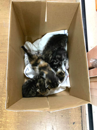 4只幼猫在货机上被发现。facebook「Wiwi之日常生活」图片