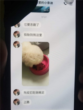 「可愛的泰迪小比熊」在群組中發布大量虐待貴婦狗的影片及照片。網圖