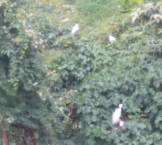 不少鷺鳥在樹上。影片截圖
