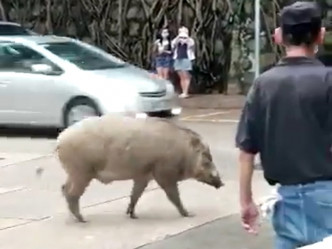 野猪一度走向车辆横行的马路附近，情况极为危险。影片截图