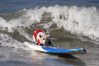 有狗狗站在冲浪板上就竭尽全力。AP图片