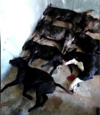 事件中警方射殺了其中1隻狗，其餘6隻狗全部被實施了安樂死。（網圖）