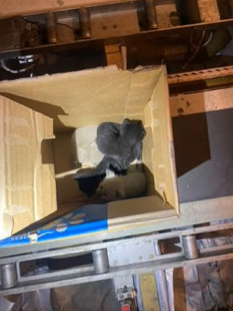 职员将猫B放入纸箱内。网上片段截图