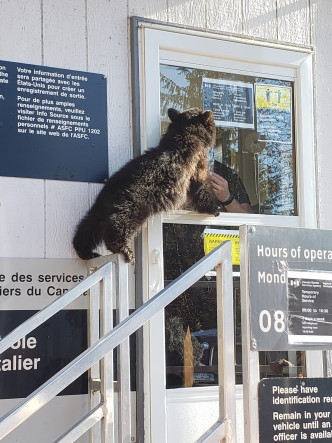 小熊企在扶手欄杆上與裡面的職員對峙。twitter