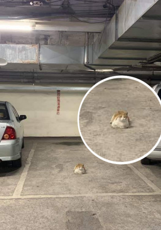 猫猫独占停车场泊位照掀起热议。网民Ivan Lai/ fb群组「马路的事讨论区」