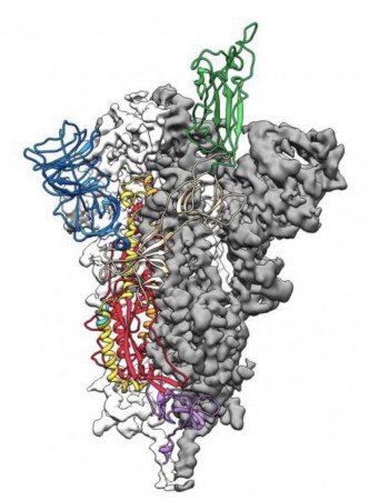 德克萨斯大学奥斯丁分校以cryo-EM，拍摄SARS-CoV-2刺突蛋白，绘制出新冠病毒上刺突蛋白的原子图谱，绿色标示部分是刺突蛋白，用于结合人类细胞上ACE2的受体结合区域（Receptor binding domain）。（图片来源：德克萨斯大学McLellan实验室
