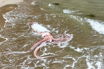 新潟市絲魚川市姬川港發現一隻大王烏賊屍體。Twitter圖片