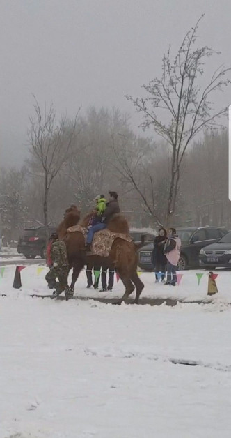 駱駝在雪地中緩慢前行幾步後突然抬起前腿發狂摔落兩人。網圖