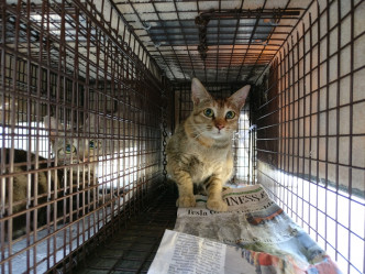 手术后猫猫经由相关的护理员「放回原地」。爱护动物协会相片