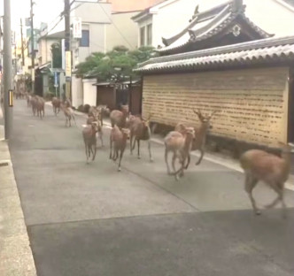 奈良有50只鹿离开公园在市区乱闯。网上图片