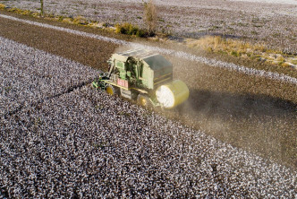 新疆棉花被指涉及強迫勞動。AP圖片