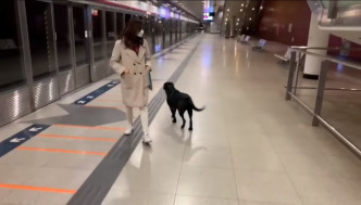 迷途狗在荃湾西站月台流连。网民Erica Chung图片