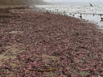 加州大量「阴茎鱼」被冲上加州海滩。网上图片
