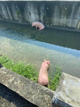 其中两头猪堕下排水沟中。中时