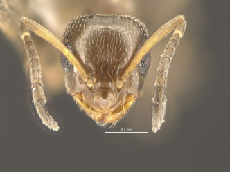 巴塔哥尼亞短蟻。