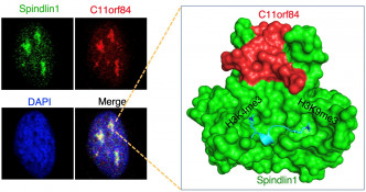 Spindlin1蛋白和C11orf84蛋白共同定位於細胞核仁（左），Spindlin1蛋白與C11orf84蛋白形成的複合物，可識別同時包含H3K4me3和H3K9me3雙向標記的組蛋白H3（右）。港大提供