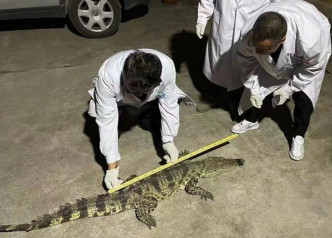 当地动物管理人员证实鳄鱼长1.8米，幸当晚较冷使它变得不活跃。网图