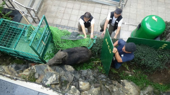 渔护署人员图赶野猪入铁笼。 蔡楚辉摄
