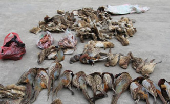 公安機關搗破逾900隻野生動物。網圖