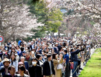不少民眾今日都紛紛到東京皇居賞櫻。