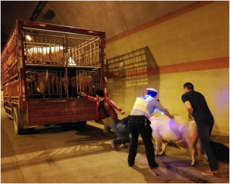 民警慢慢將狂躁的豬驅趕到緊急停車帶。