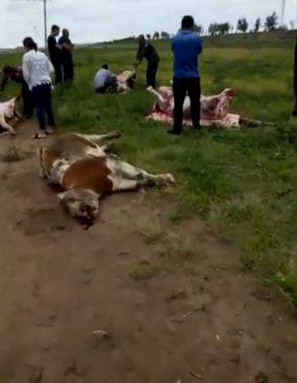 13頭牛當場被撞死慘不忍睹。