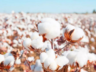 國際棉花行業機構和外國企業在華代表將到訪新疆，實地考察棉田紗廠。微博圖片