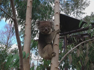 大阪市天王寺動物園FB圖片