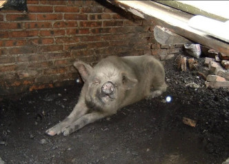 猪坚强在汶川大地震中被埋36日后仍生还。网图