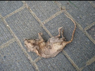 有居民更发现发臭老鼠乾尸。王振星 facebook 专页图片