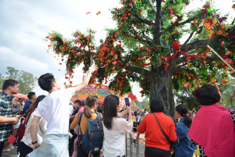 林村許願樹今日繼續開放，市民繼續到場拋祈福寶牒許下各式新年願望。