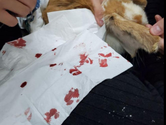 義工帶走一隻受傷流血的兔兔到獸醫治理。FB「兔廬」圖片