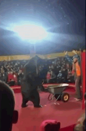 事發時大棕熊正表演推車。網圖
