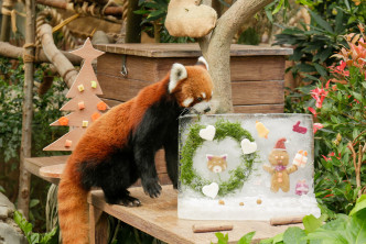 动物护理团队为小熊猫制作以高纤饼乾制成的姜饼人。