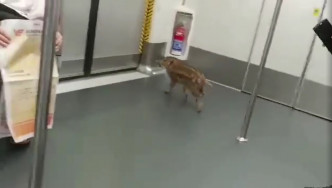 小野豬在港鐵車廂亂竄。網上片段截圖